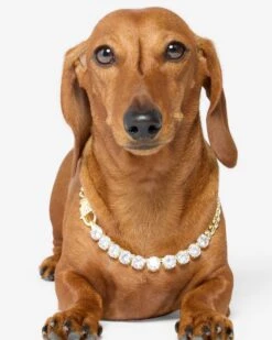 Thor Loves Diamonds Pet Necklace - Gold|White Diamondettes -Melinda Maria DodgerThorLovesDiamondsPetNecklace PN6405GWTCZ14 V1