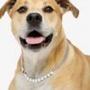 Thor Loves Diamonds Pet Necklace - Silver|White Diamondettes -Melinda Maria Julia ThorLovesDiamondsPetNecklace PN6405SWTCZ22 V1