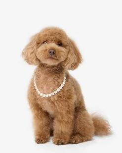Royal Pet Tennis Necklace - Gold|White Diamondettes -Melinda Maria Ori RoyalPetTennisNecklace PN6404GWTCZ14 V2