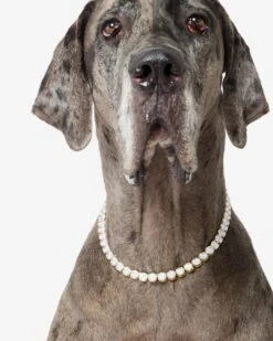 Royal Pet Tennis Necklace - Gold|White Diamondettes -Melinda Maria Pepper RoyalPetTennisNecklace PN6404GWTCZ22 V2